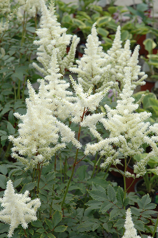 Astilbe 'Bridal Veil'