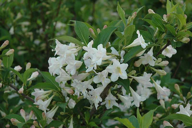 Weigela Florida White Knight