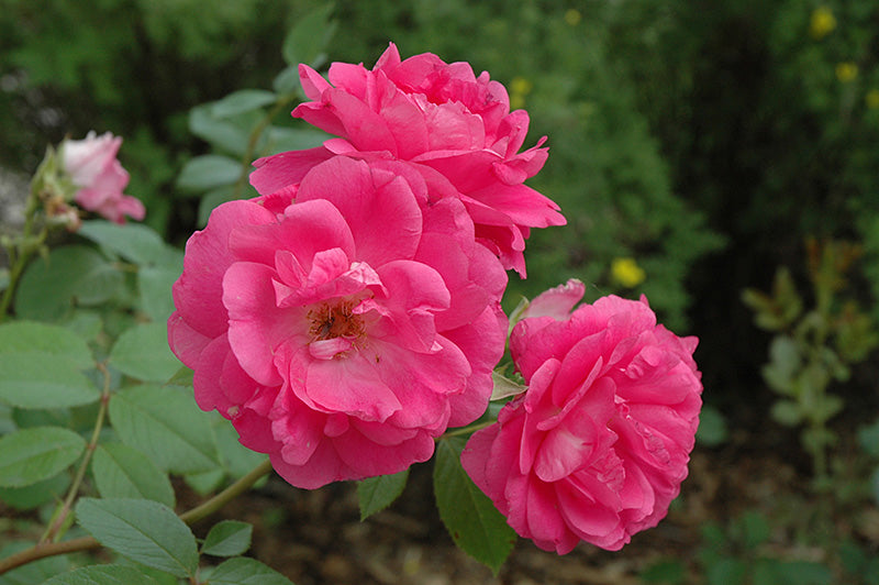 Rosa 'Morden Centennial' - rosier