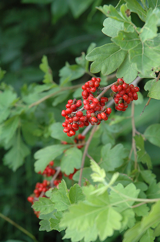 Rhus aromatica - Sumac aromatique
