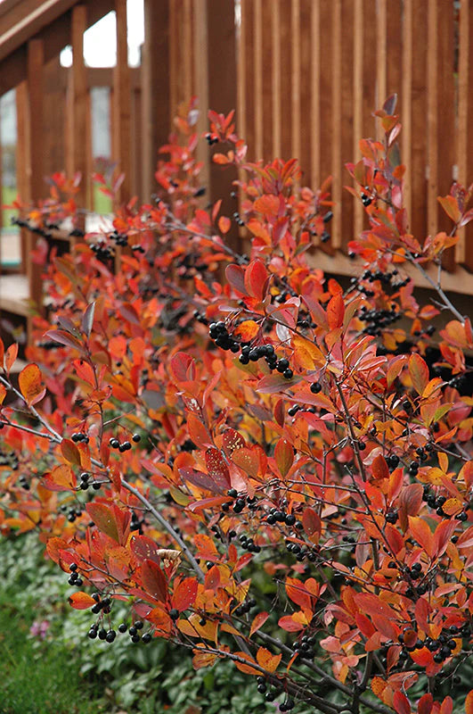 Aronia melanocarpa Autumn Magic - aronia