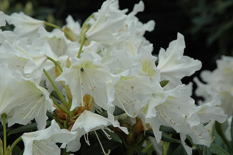 Rhododendron 'Cunningham's White'