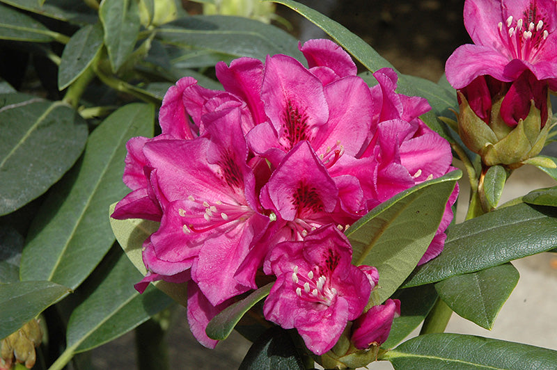 Rhododendron Wojnar's Purple