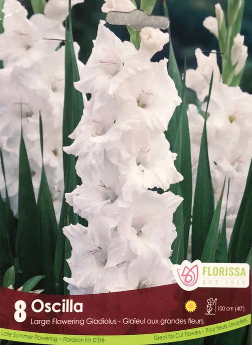 Bulbe Gladiolus Oscilla