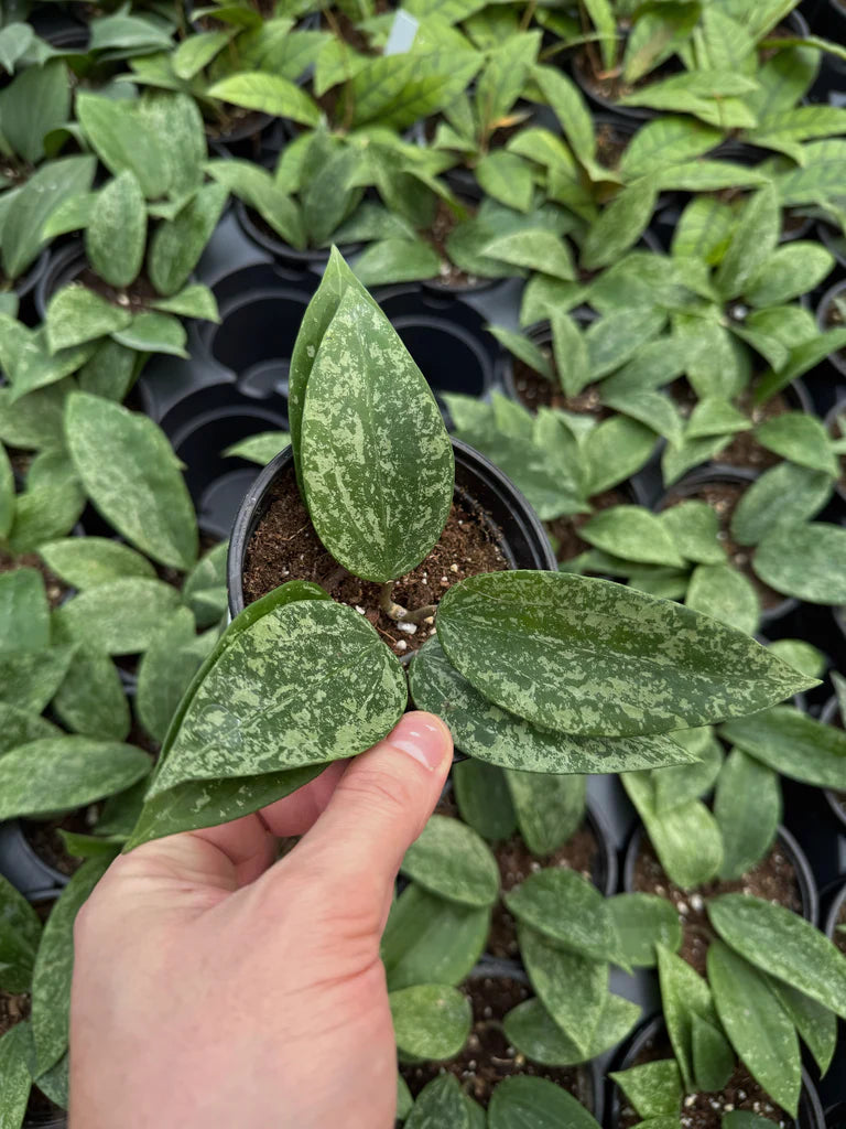 Hoya rangsan 'Splash'