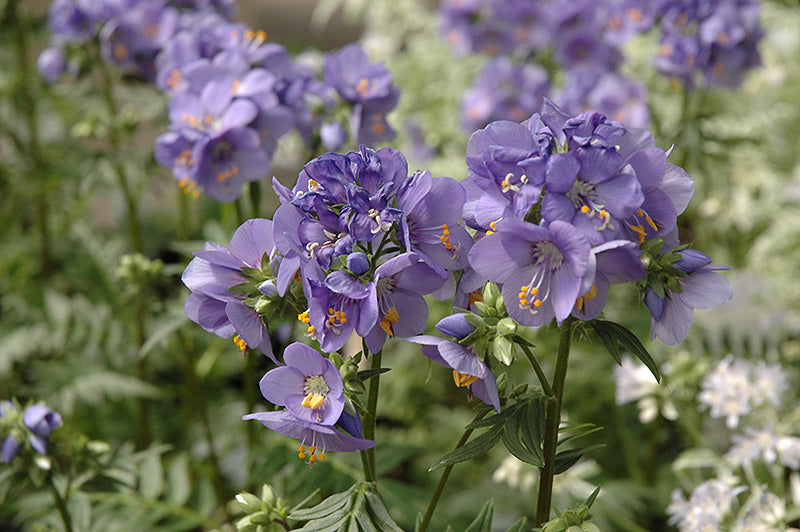 Polemonium 'Bressingham Purple'