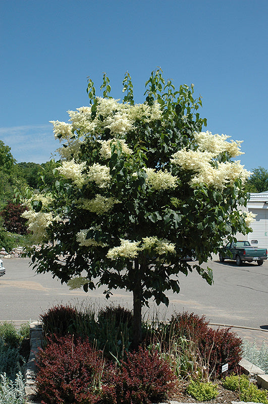 Syringa reticulata 'Snowdance'