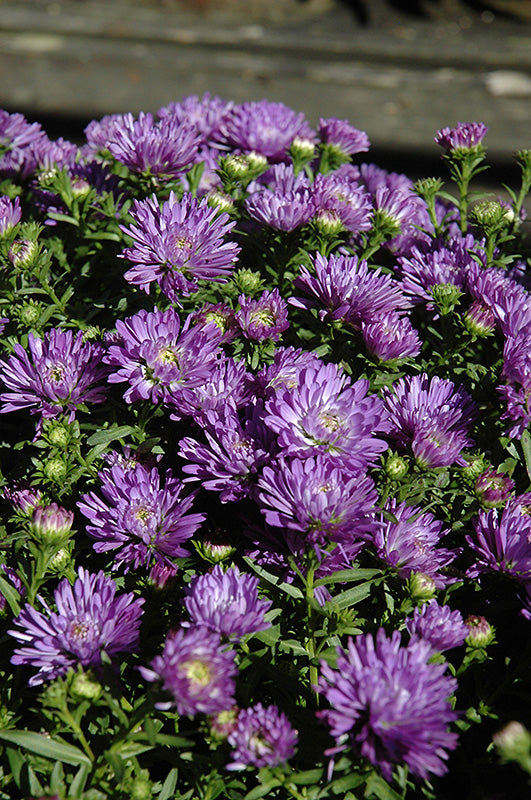 Aster blue henry