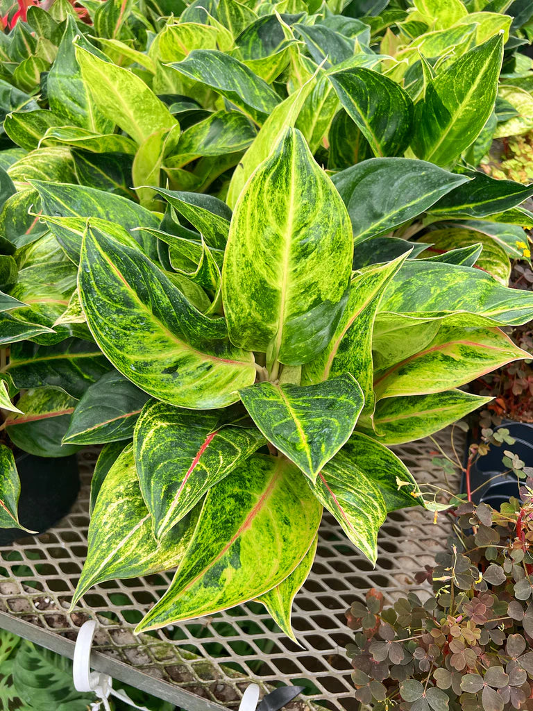 Aglaonema - Golden Papaya