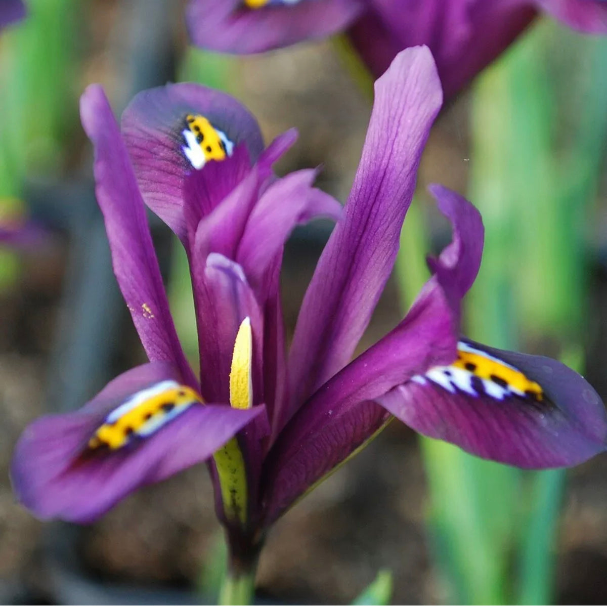 Bulbe d'automne - Iris dwarf J.SDyt