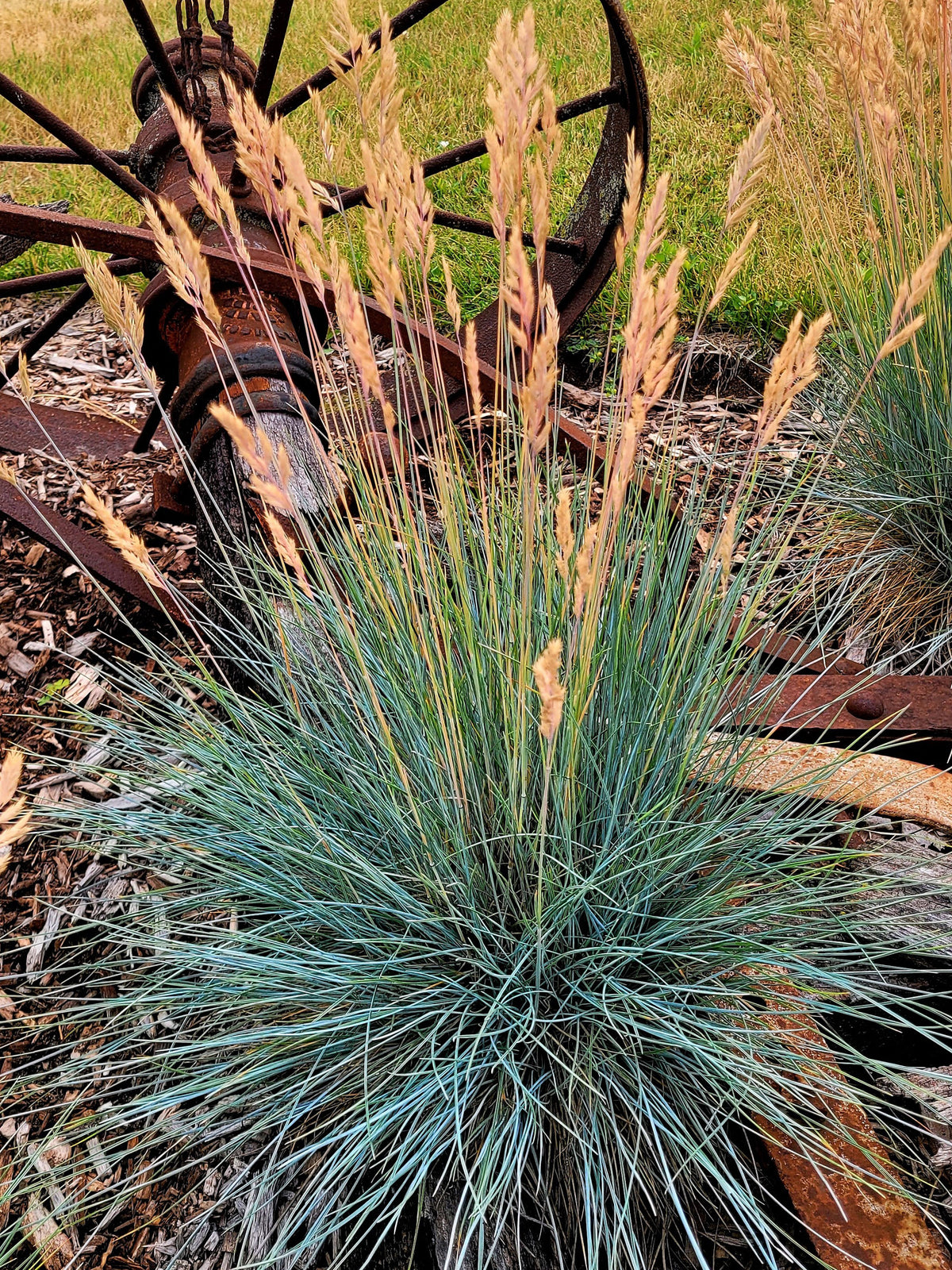 Festuca 'Cool as Ice'