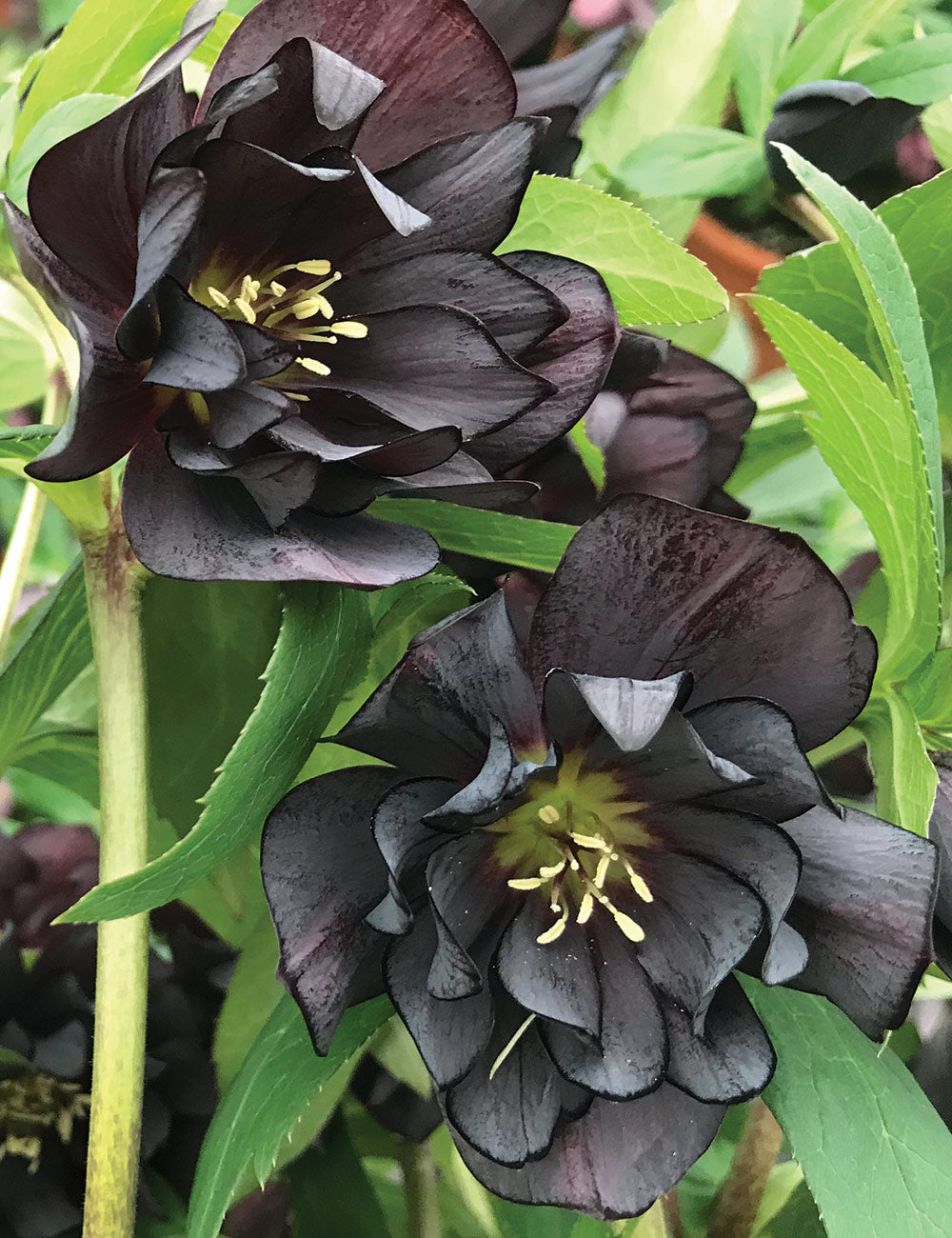 Helleborus Dark and Handsome