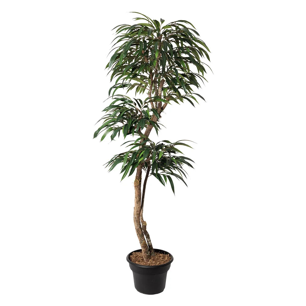 Ficus Alii en arbre artificiel