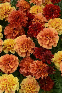 Semence - Marigold - Oeillet d'inde - Strawberry Blonde  - West Coast Seeds