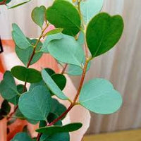 Semence - Eucalyptus Websteriana 'Feuilles en cœur'  - West Coast Seeds
