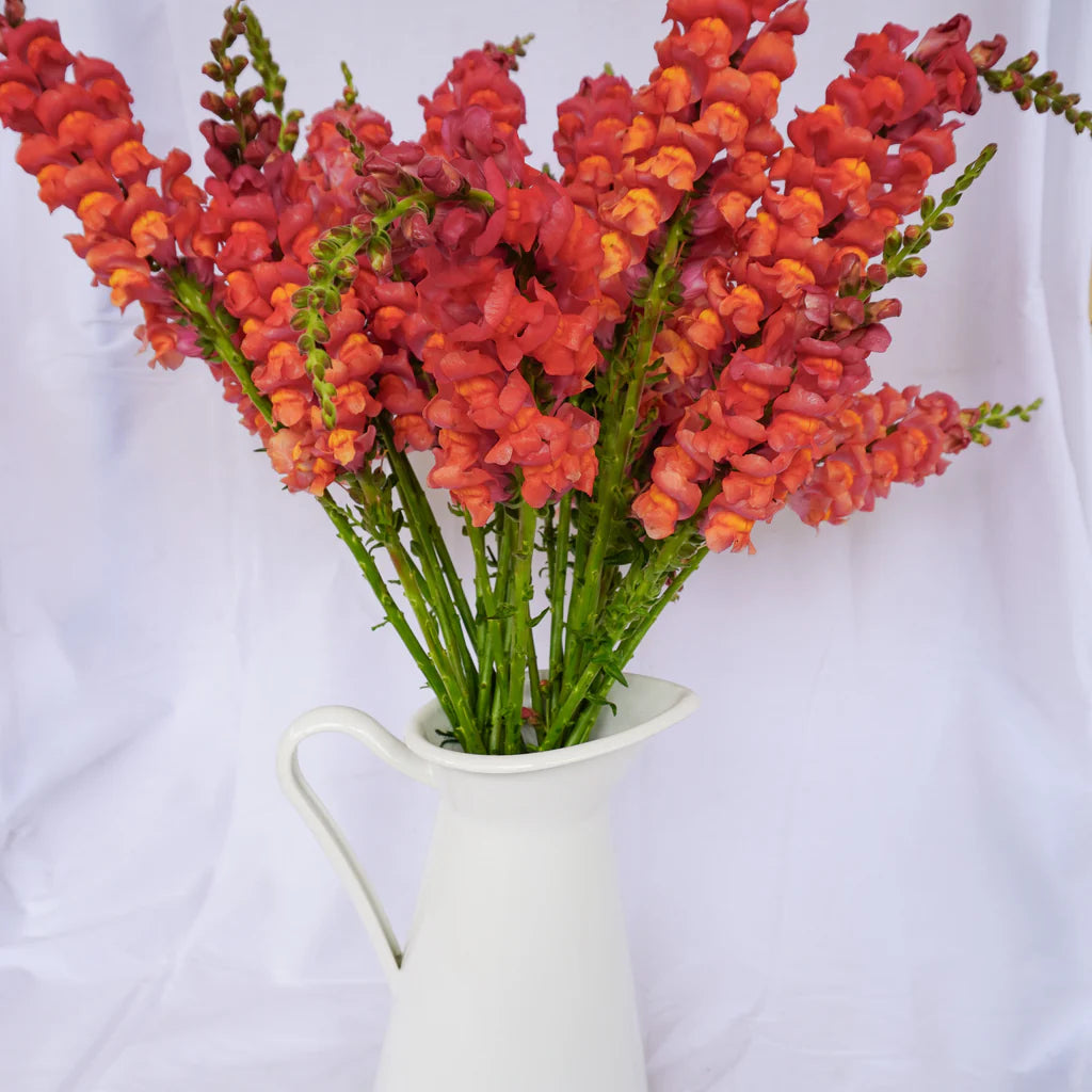 Semence - Muflier Snapdragons Potomac Dark Orange F1 - West Coast Seeds