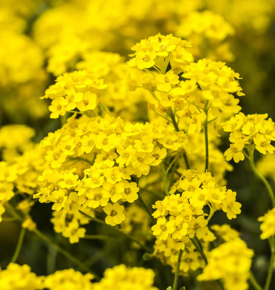 Aurinia Saxatile 'Gold Rush' - Alyssum