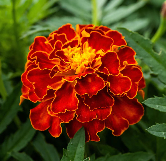 Seed - Marigolds 'Red Cherry' - West Coast Seeds -