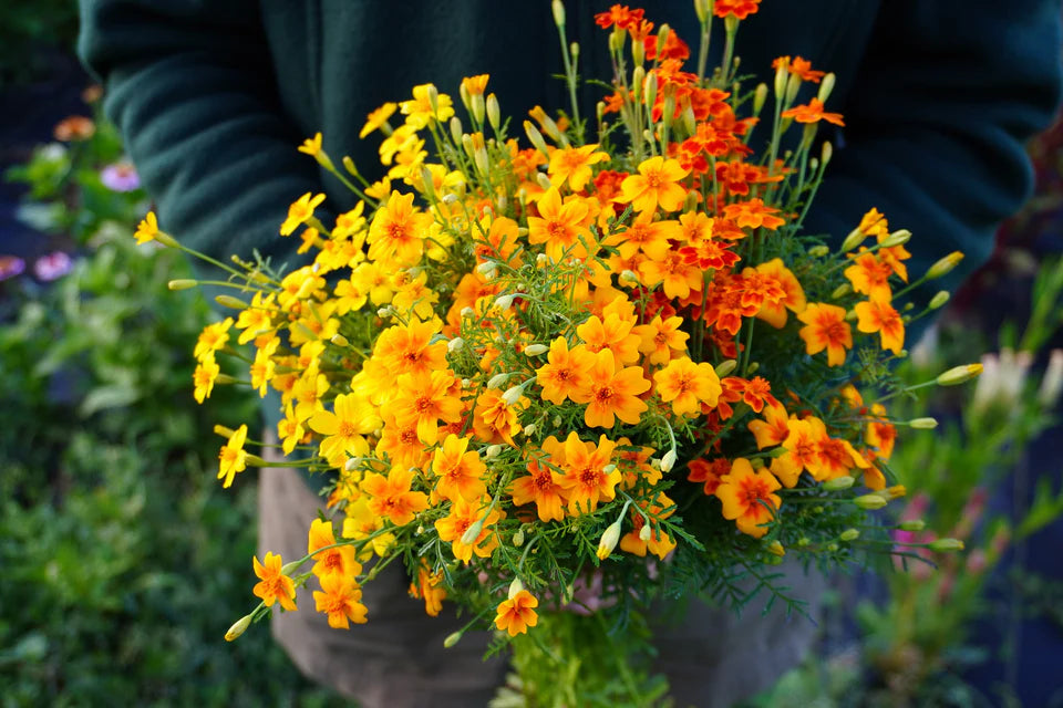 Seeds - Marigolds 'Starfire Mix' - West Coast Seeds