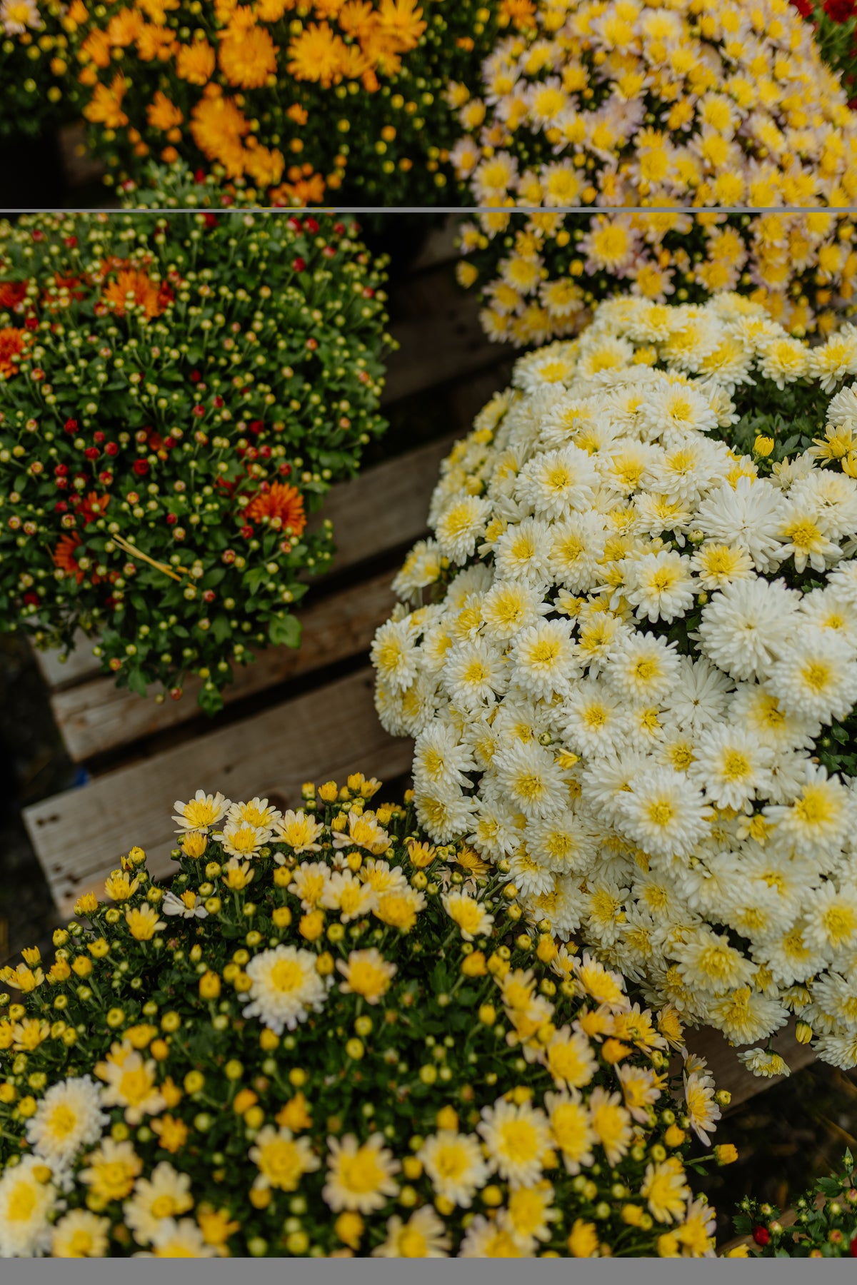 chrysanthème d'autommne - chrysantheme