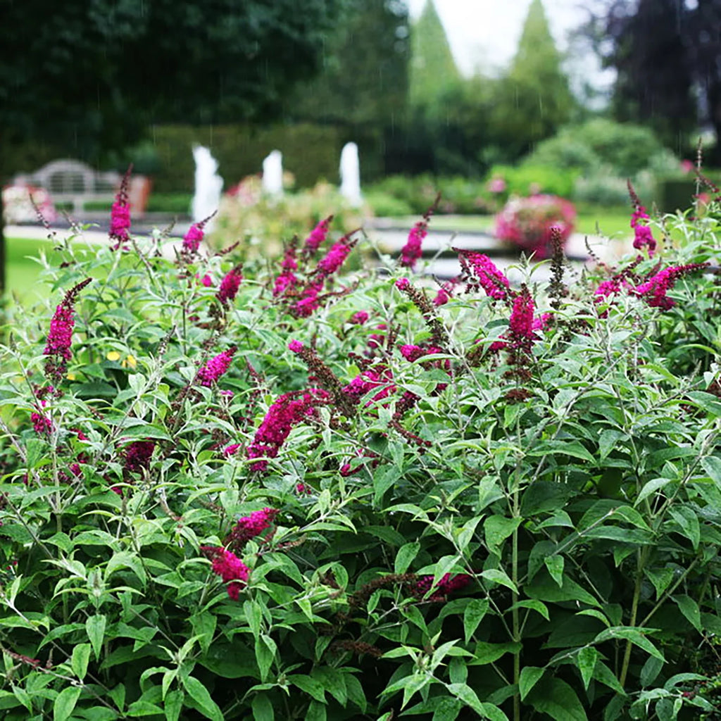 Buddleja davidii 'Miss Ruby' - Arbre aux papillons – FleurExcel Inc.