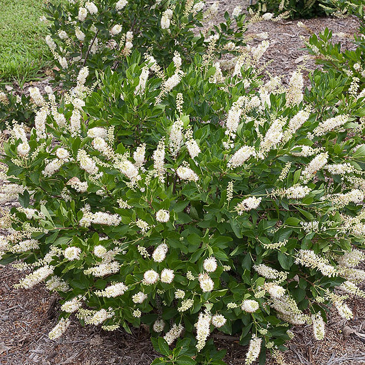 Clethra Hummingbird