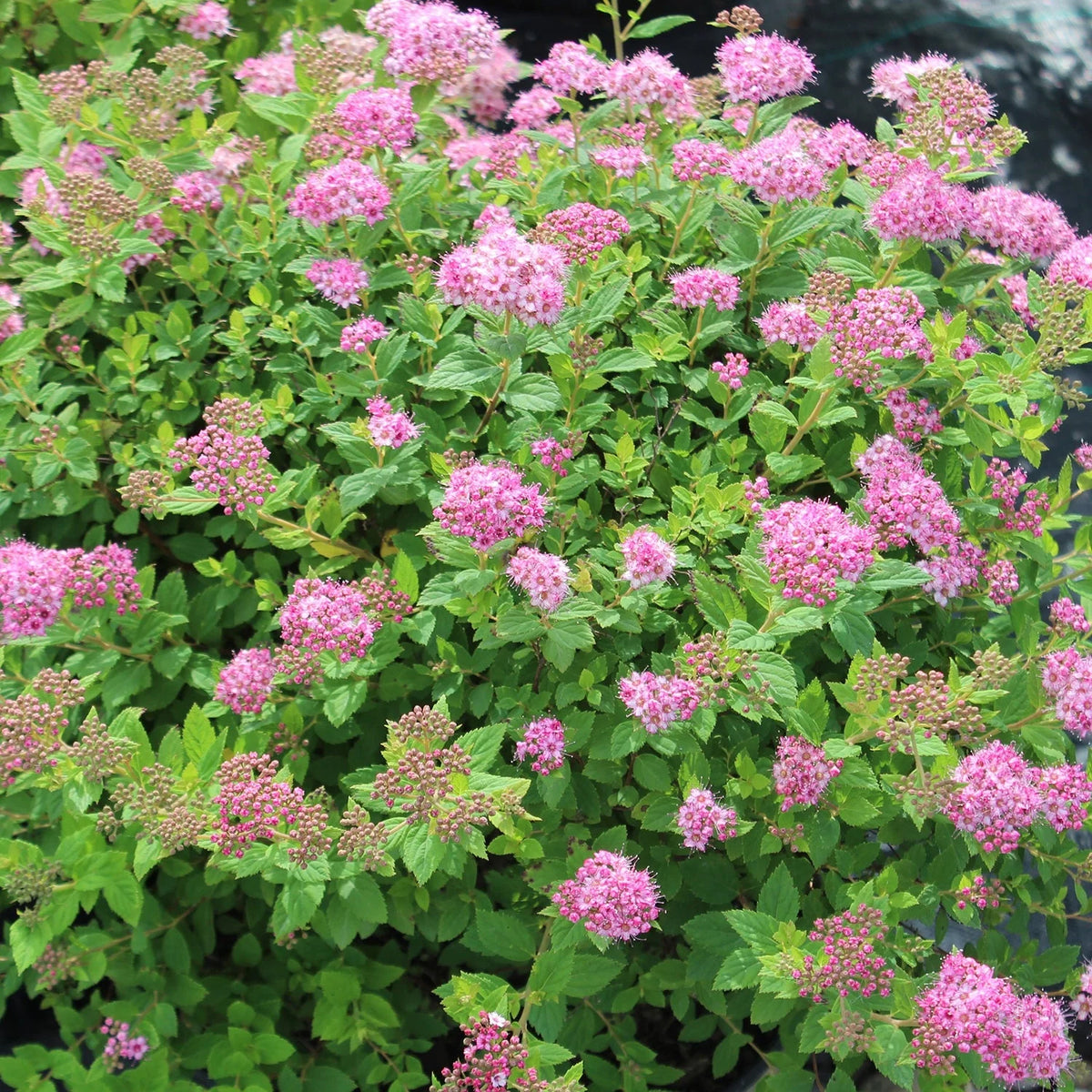Spiraea Little Princess