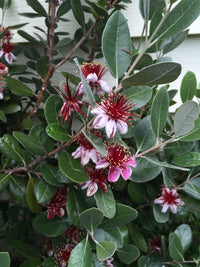 Feijoa sellowiana (or pineapple guava) - Brazilian guava, Montevideo guava, pineapple guava