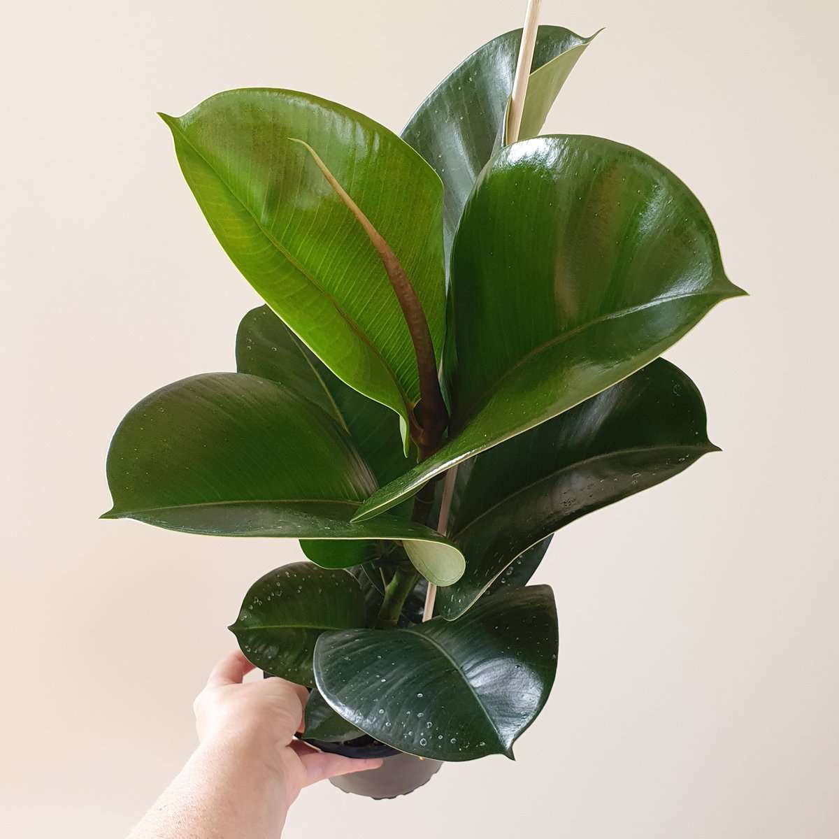 Ficus Elastica Sophia