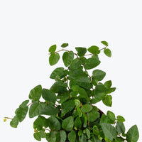 Ficus Pumila - Chaîne de grenouille