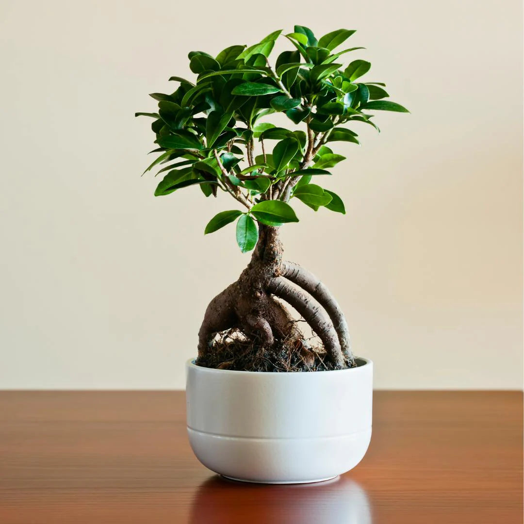 Ficus Retusa Bonsai 'S-shaped'