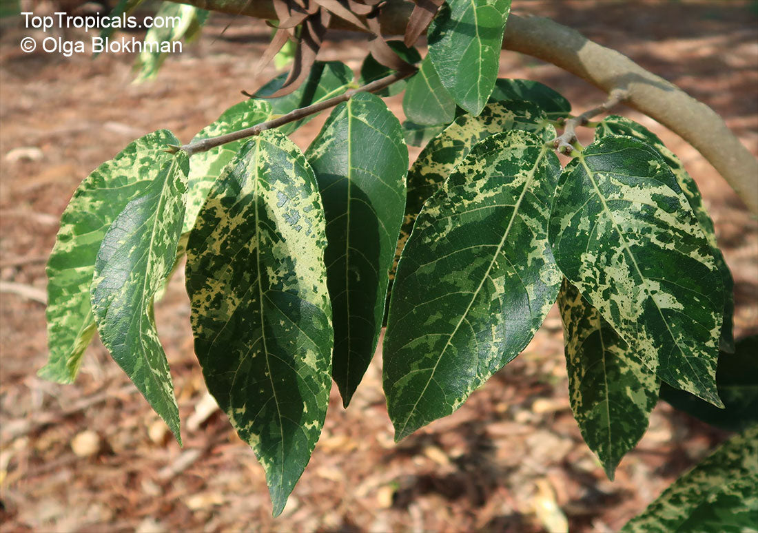 Ficus Aspera