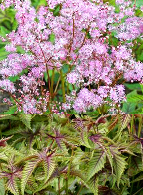 Filipendula 'Red Umbrellas'