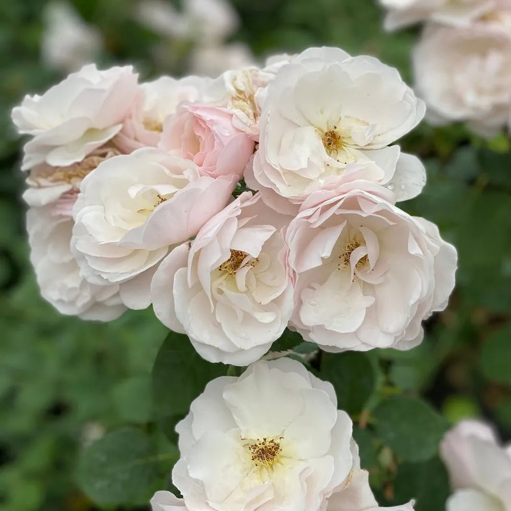 Rosa Flarovette Pear'd - rosiers rose pale