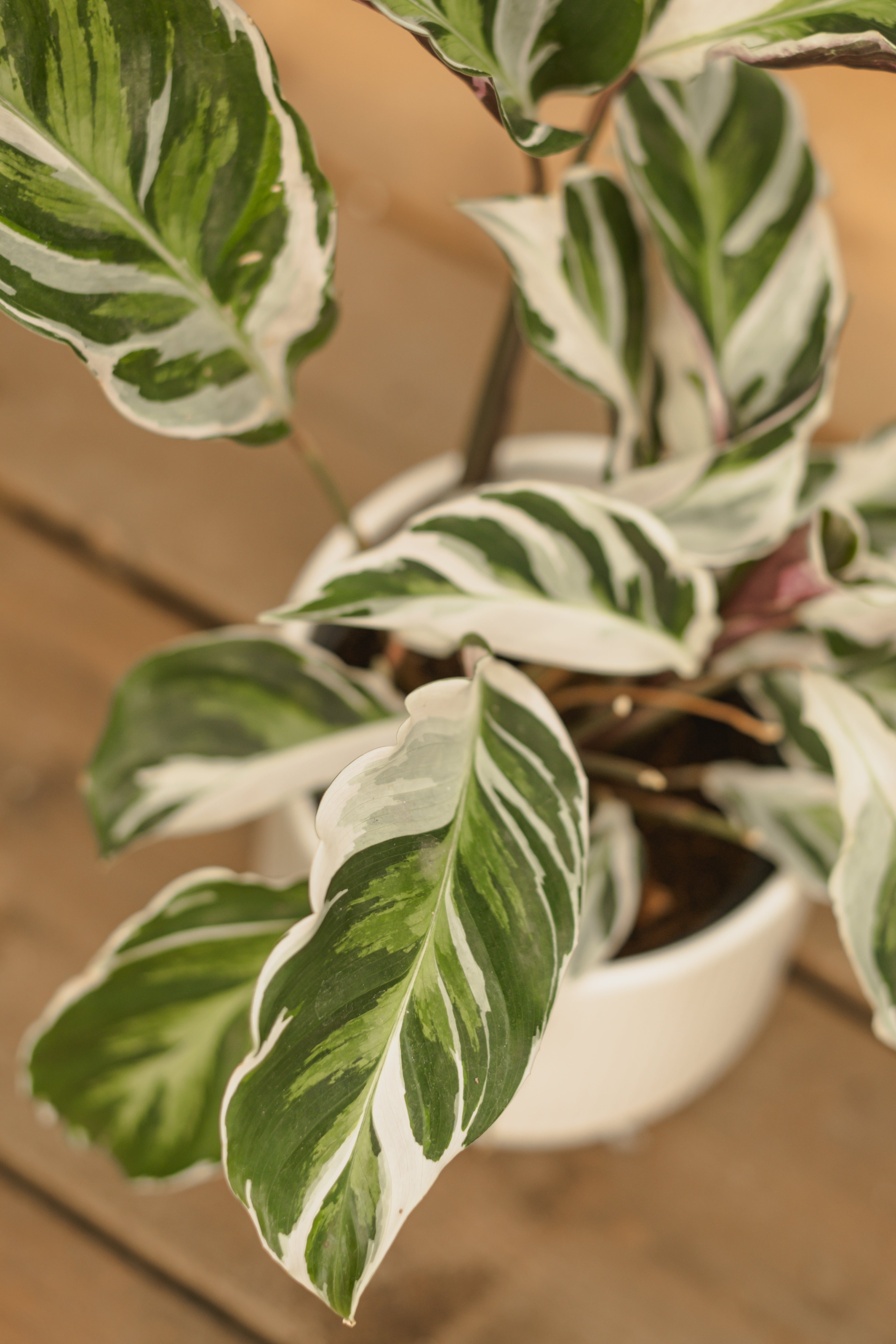 Calathea White Fusion FleurExcel Inc Calathea White Fusion FleurExcel Inc