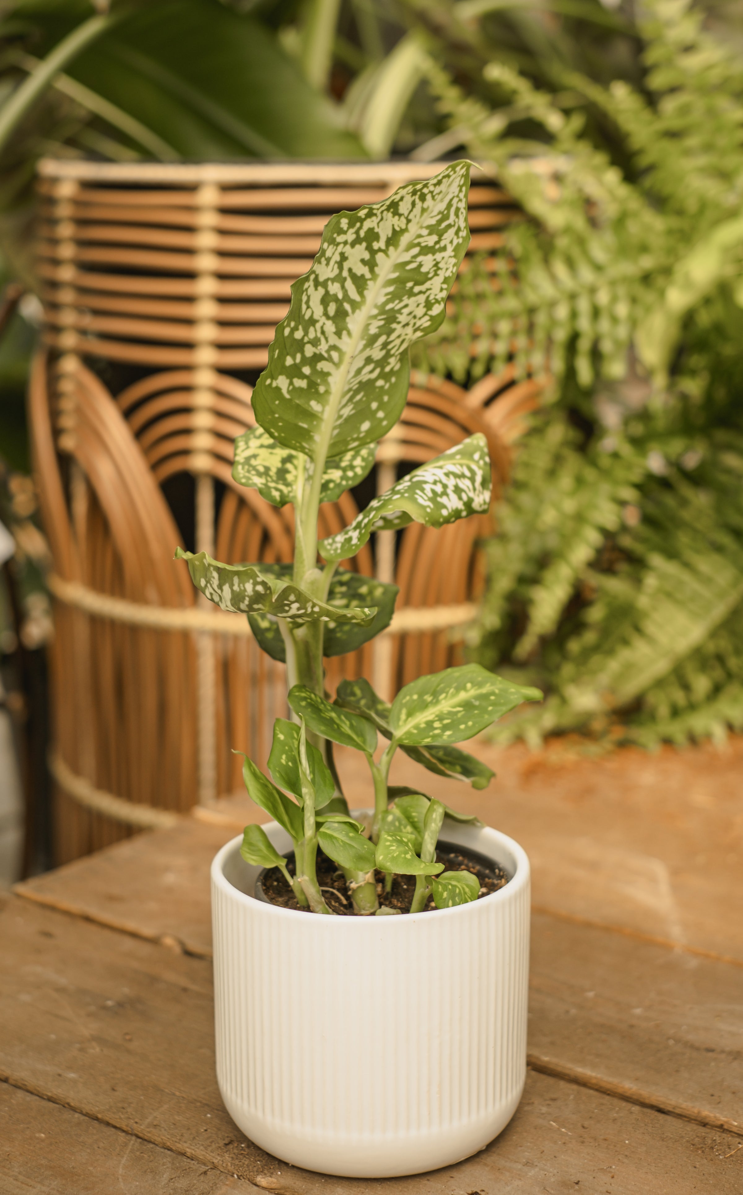 dieffenbachia fleur Dieffenbachia 'Reflector'