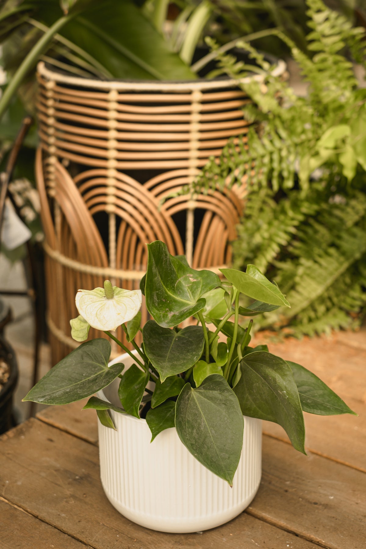 anthurium andreanum feuille jaune Anthurium andreanum