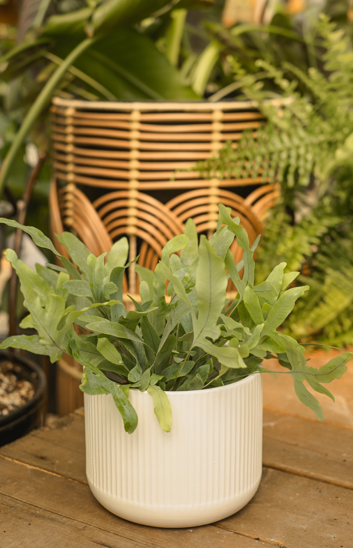 Fougère Aureum Blue Star | Phlebodium par unité - Plante d'intérieur dépolluante en pot de culture D12 cm - H30 cm - Jardin Fougère Aureum Blue Star | Phlebodium par unité - Plante d'intérieur dépolluante en pot de culture D12 cm - H30 cm - Jardin