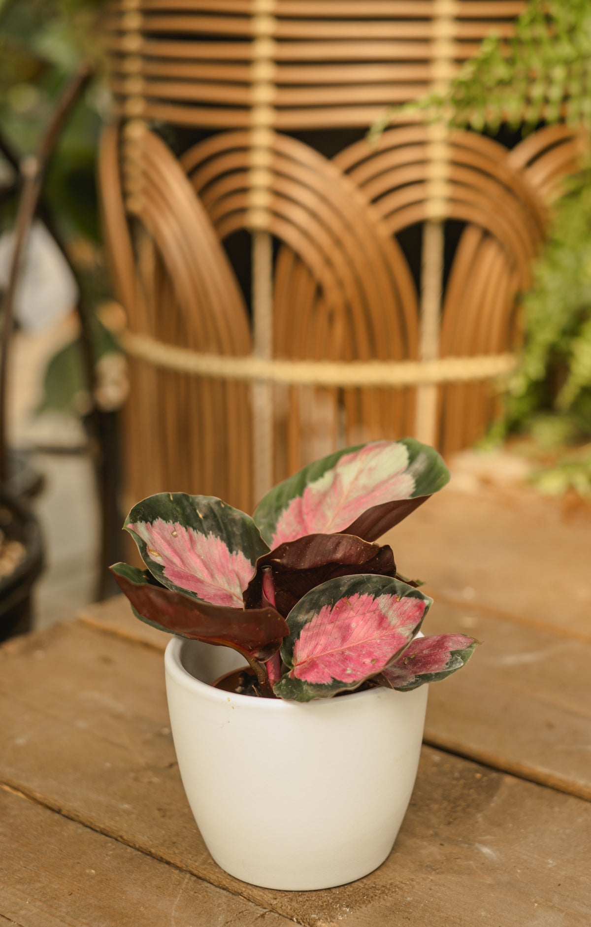 Calathea roseopicta 'Rosy'