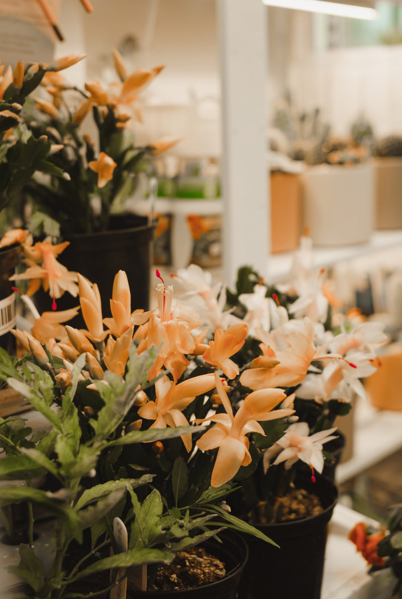 Schlumbergera truncata (cactus de Noel) - couleurs assorties