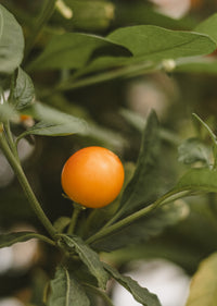 Solanum pseudocapsicum, syn. S. capsicastrum (Cerisier de Jérusalem ou pommier d’amour)