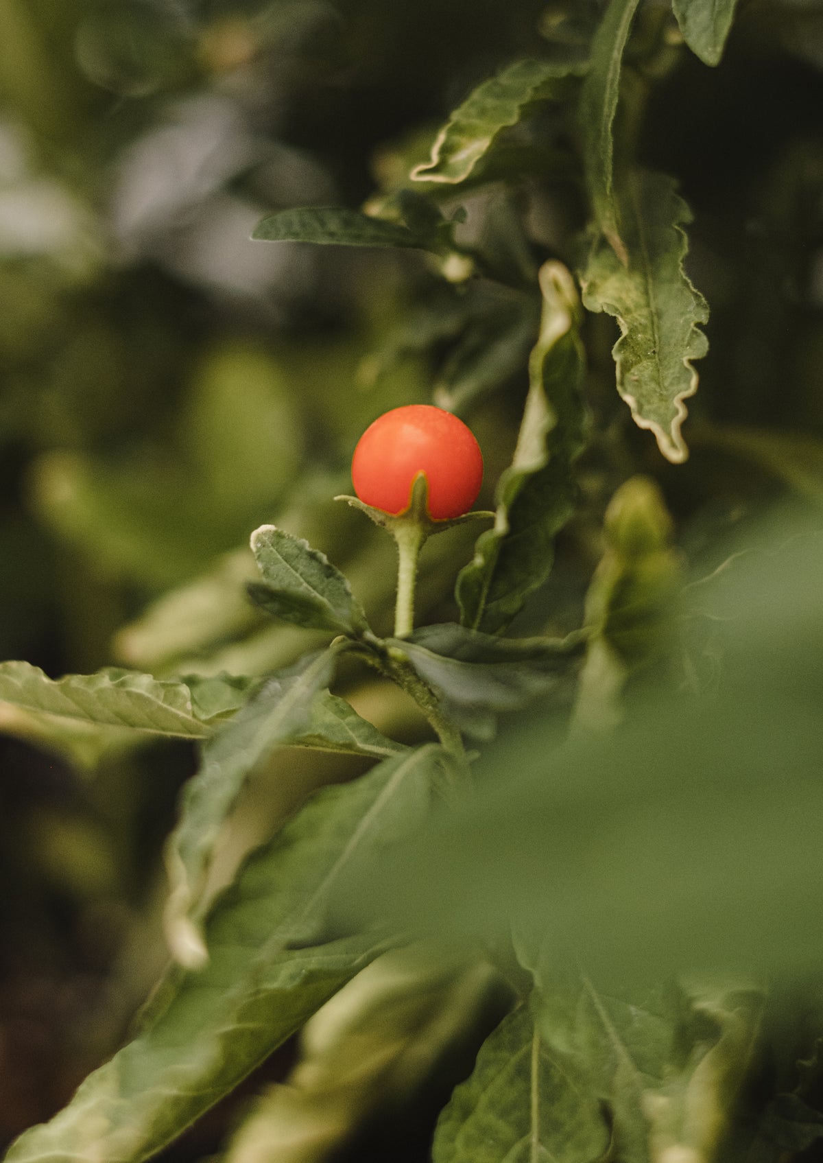 Solanum pseudocapsicum, syn. S. capsicastrum (Cerisier de Jérusalem ou pommier d’amour)