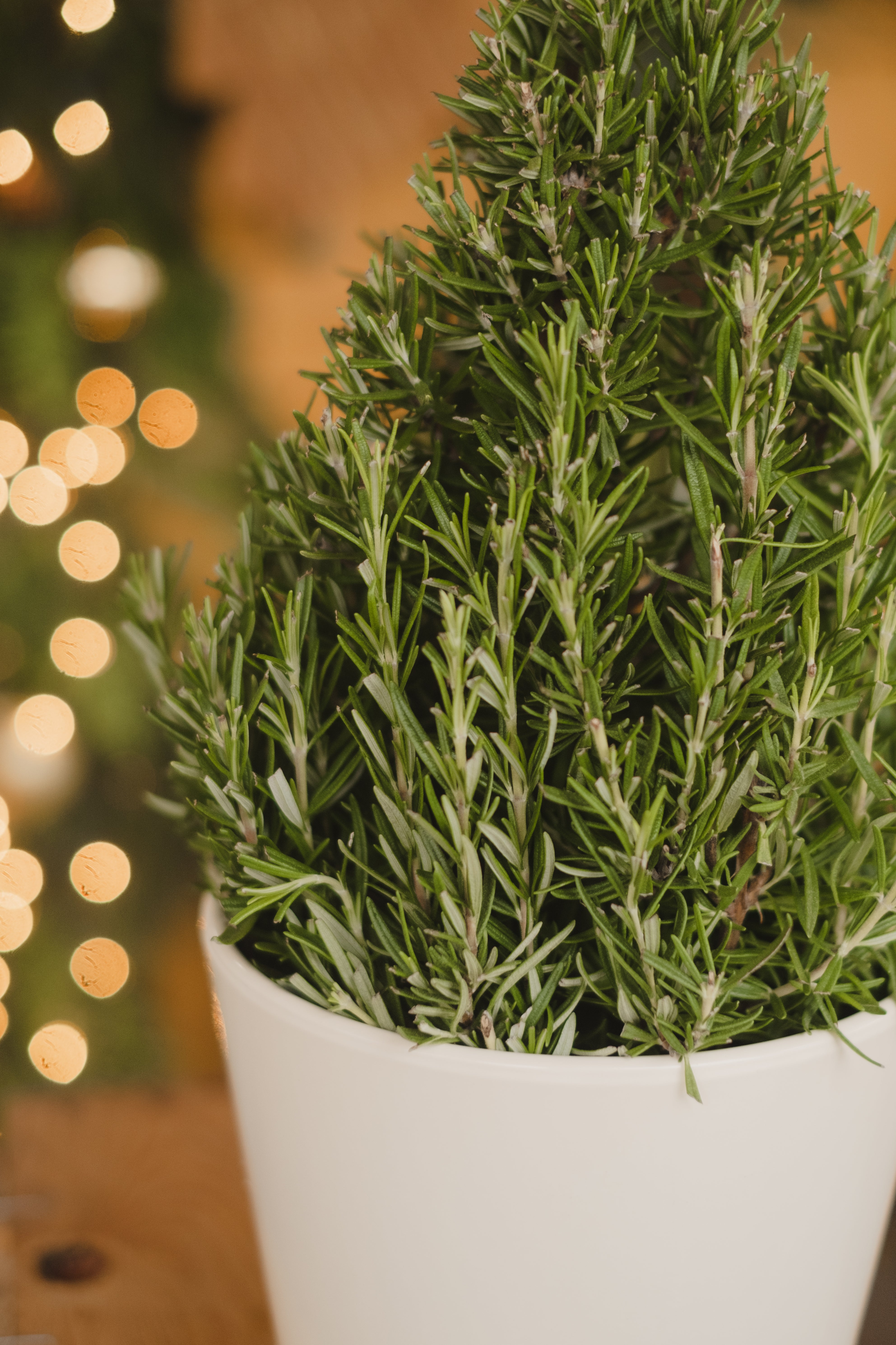Rosemary Pyramid – FleurExcel Inc.