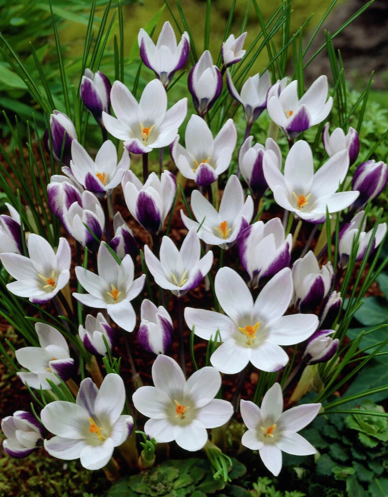 Bulbe d'automne - Crocus Lady Keller