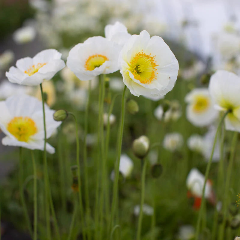 Papaver nudicaule 'Champagne Bubbles White'