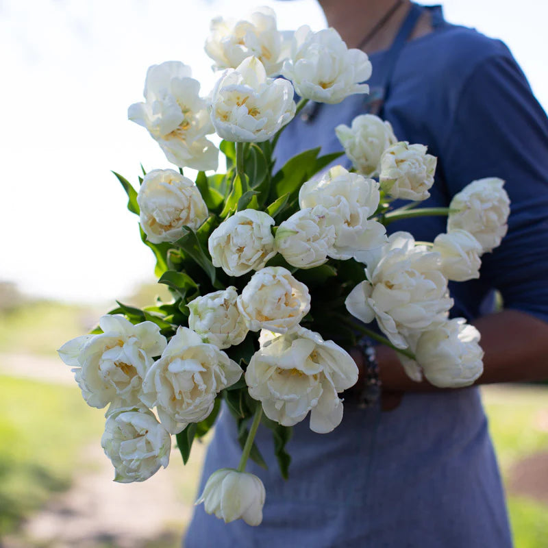 Bulbe d'automne - Tulipe Mount Tacoma