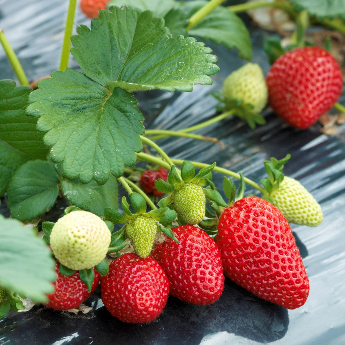 Fraisier Albion - fraise