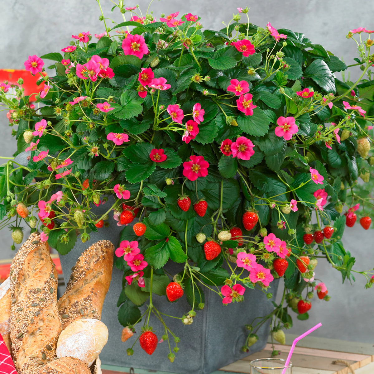 Fraisier Toscana - fraise