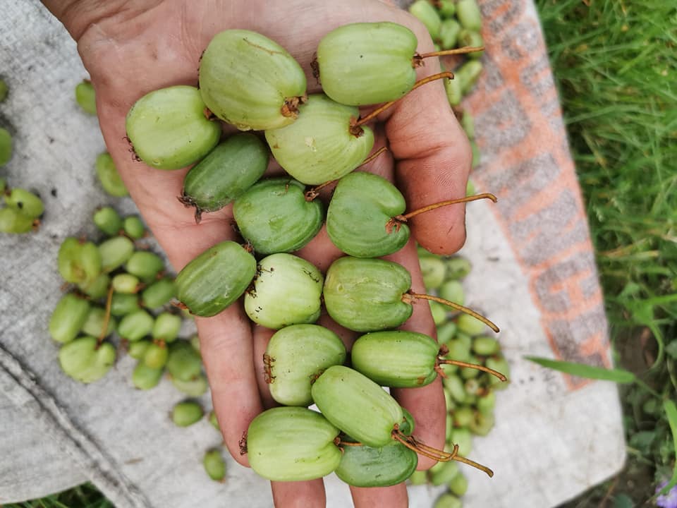 Actinidia kolomikta 'Sylvia' (femelle)