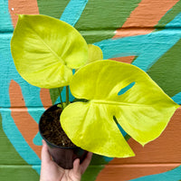 Monstera Super Golden